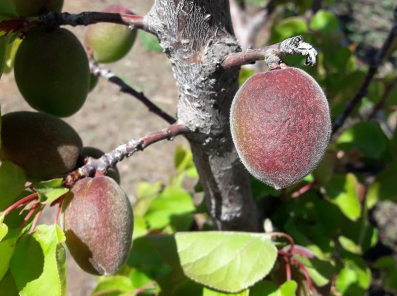 Granizo frutales