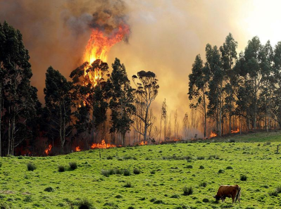 Incendio para forestales